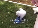 _ by Every NewOutdoor day in the life of a 5 weeks old Samoyed puppy __ Samoyed puppy hugs #3