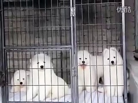 Samoyed puppy hugs #2 __ 47 days old Samoyed puppy _ by Every New