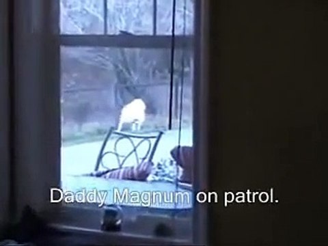 White Labrador Retriever Puppies playing 6 weeks CUTE explosion (Buc~A~Buc Farm) _ by Every New