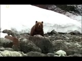 Битвы животных. Медведь против лося. Bear vs Moose