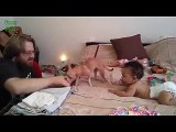 Funny Dogs Protecting Babies