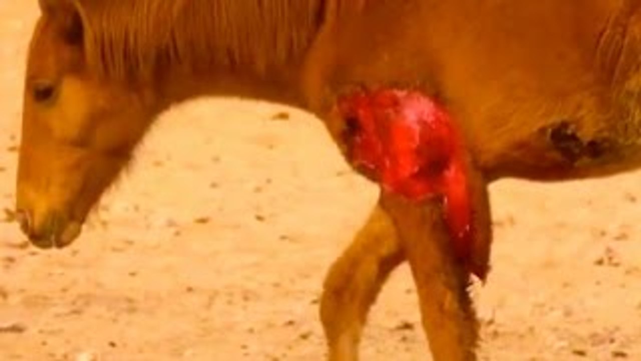 Animal Documentary National Geographic HYENA EATS HORSE & More! {Extreme Wierd Footage!!!}