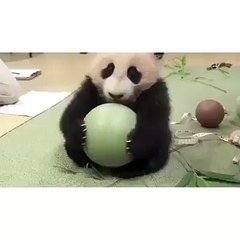 Un bébé panda qui aime beaucoup sa petite balle