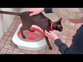 Comment apprendre au chat à faire ses besoins dans les toilettes