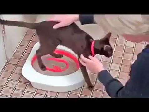 Comment apprendre au chat à faire ses besoins dans les toilettes