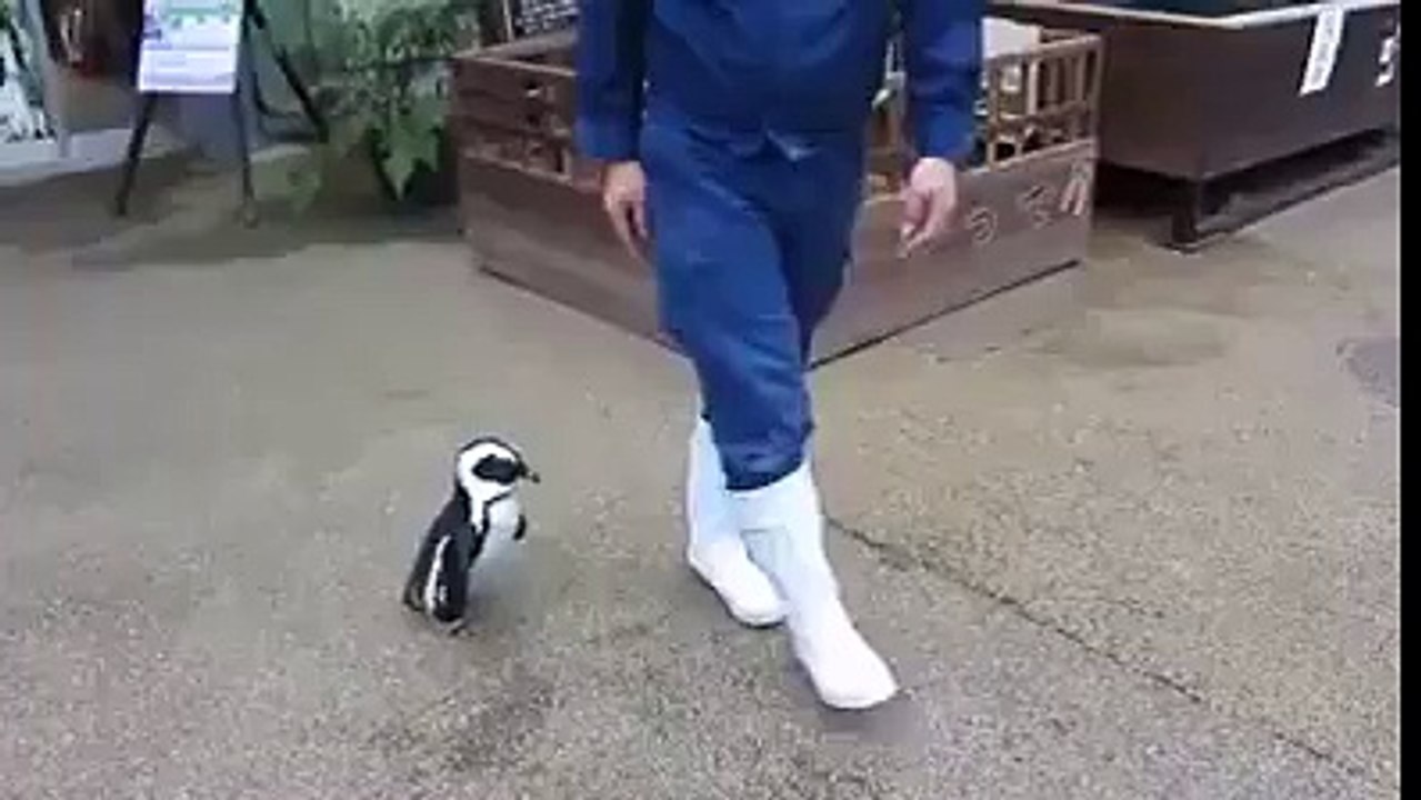 Pingouin un peu collant