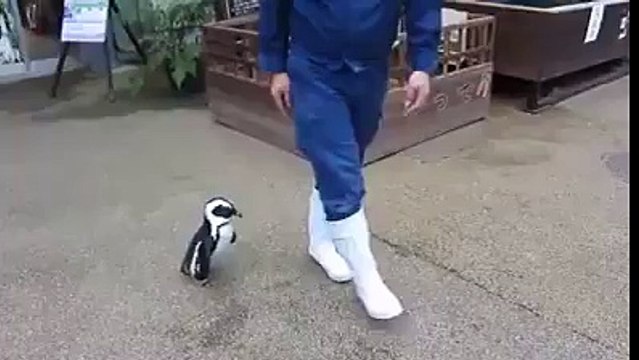 Pingouin un peu collant