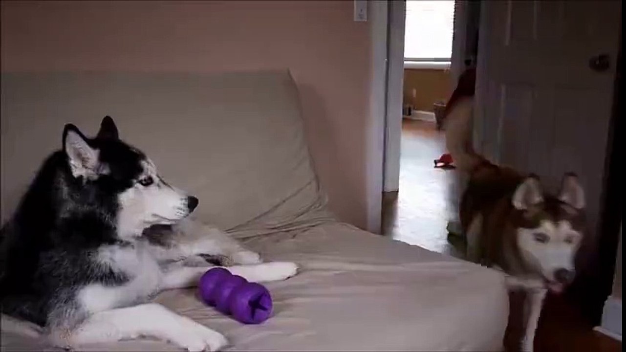 2 huskys pour un seul jouet... "Aller partage!!!"