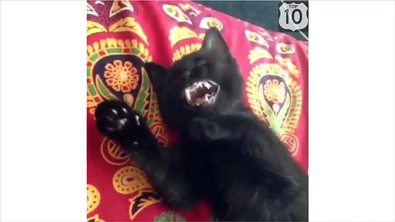 Супер смешные коты.  cool video cats. Видео приколы про котов.
