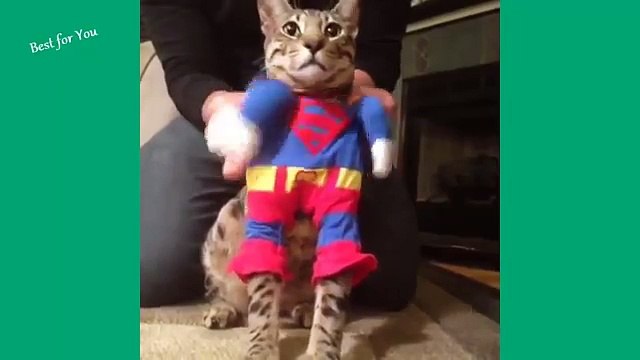 cool video cats. Котэ. Прикол!