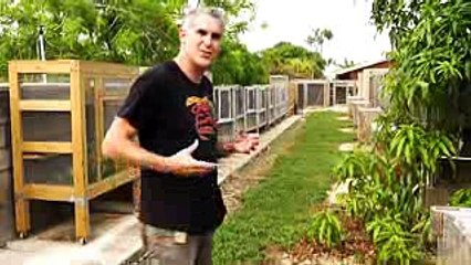 Albino Iguanas! CrittaCam - Ep. 54   AnimalBytesTV