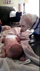 Dog covers sleeping baby up -