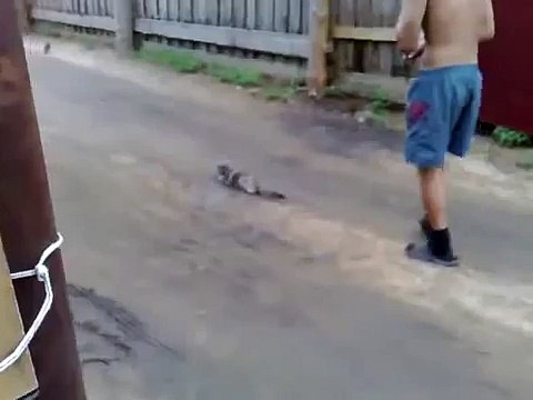 Бедный кот.