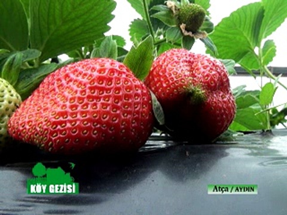 255 Cilek Atca , Sultanhisar