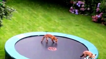 Best Funny and Cute Baby Foxes Compilation New 2014