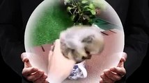 Funny video - little flufy puppy like to play[1]