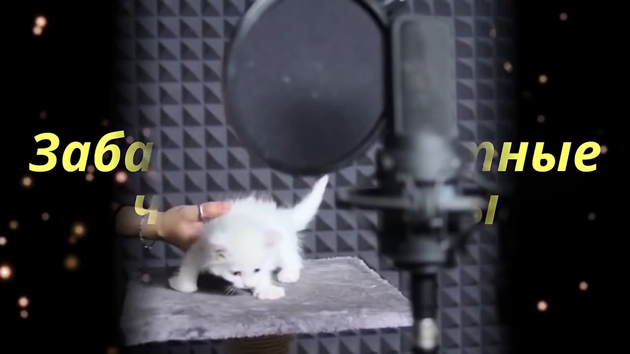 Маленькие-поющие котики..