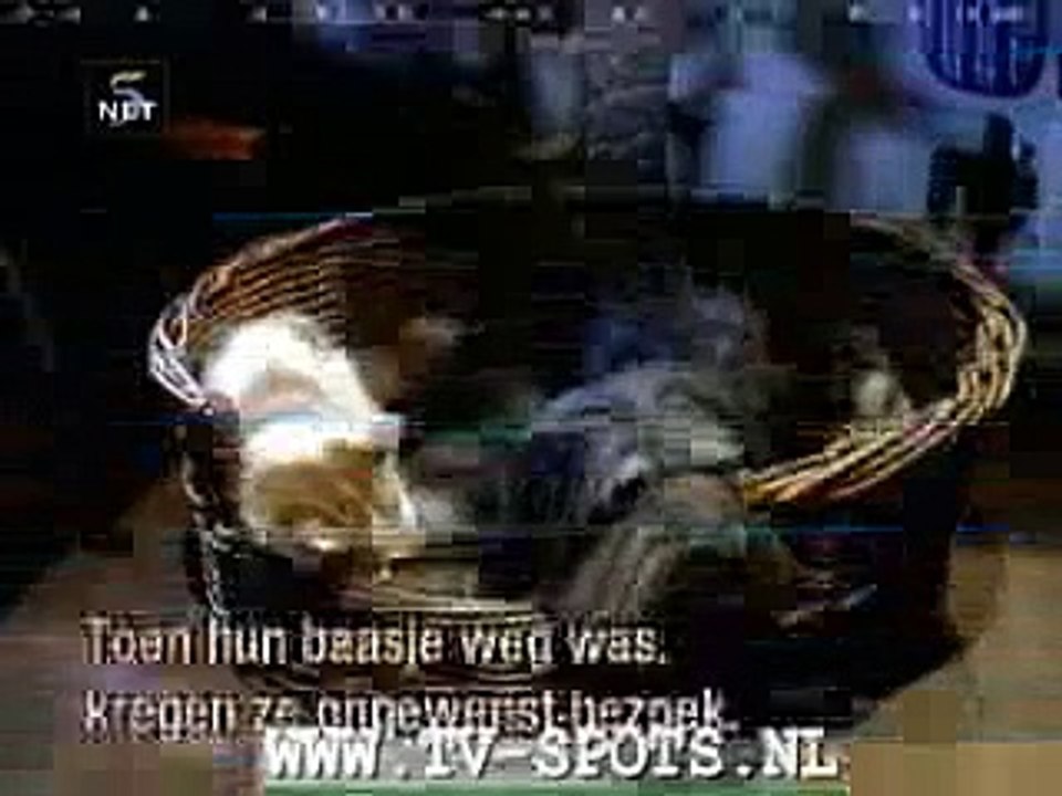 Evde tek başında kedi ve köpek