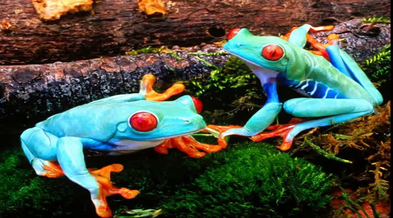 Muzica pentru copii oac oac diri diri dam