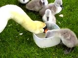 Funny Baby Swan Gets a Ducking Video