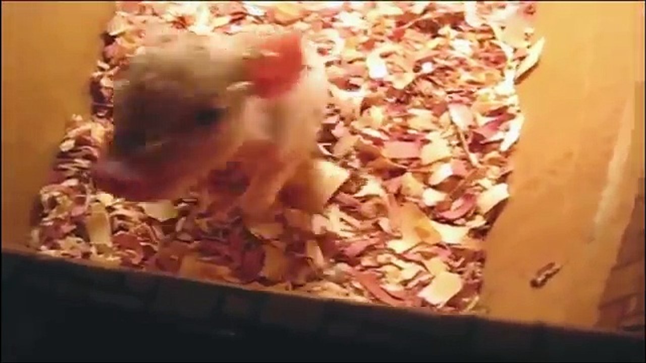 Cute Funny Animals Best of 2015 in Dailymotion