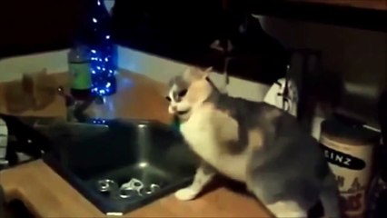 funny cats videos - funny cats videos 2014 - cat videos | Baby TV