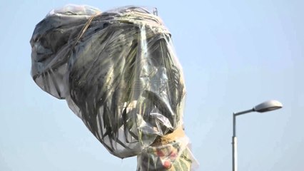 Për palmat dekorative, gjysmë milion euro