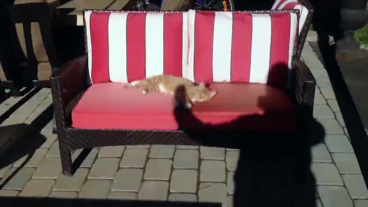 Epic Cute KItty Cat Reaction 2016 collection
