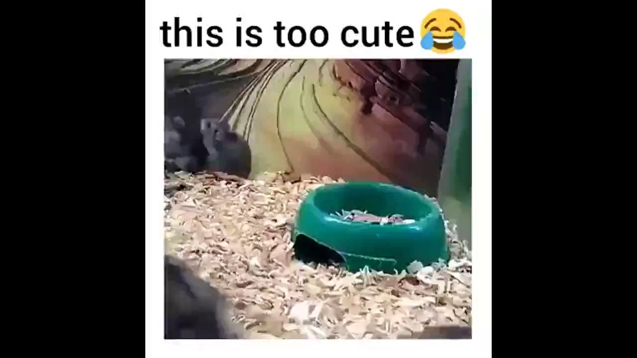 This is too much Stupidity and craziest things by rats