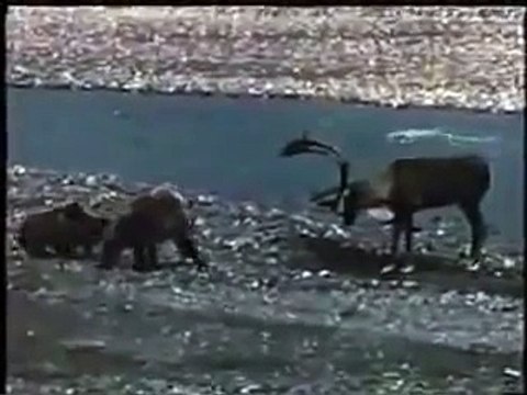 олень против медведя