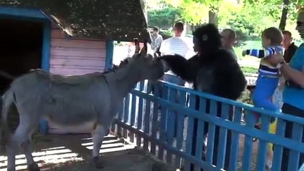 Прикольные приколы человека в костюме гориллы