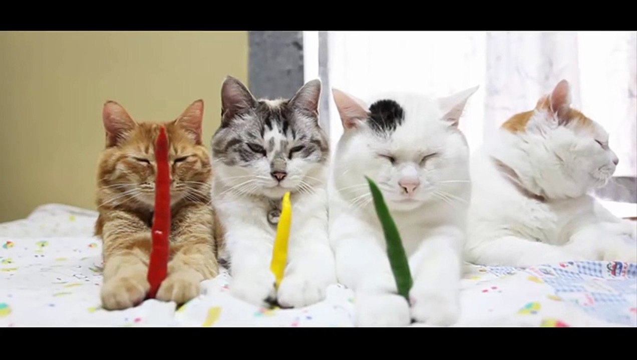 funny cat - funny - cat videos - funny animal- Red pepper