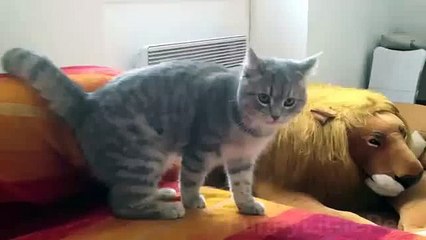 Funny Cat Trolled Hilarious video