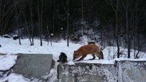 Fox brazenly collect cat's salami