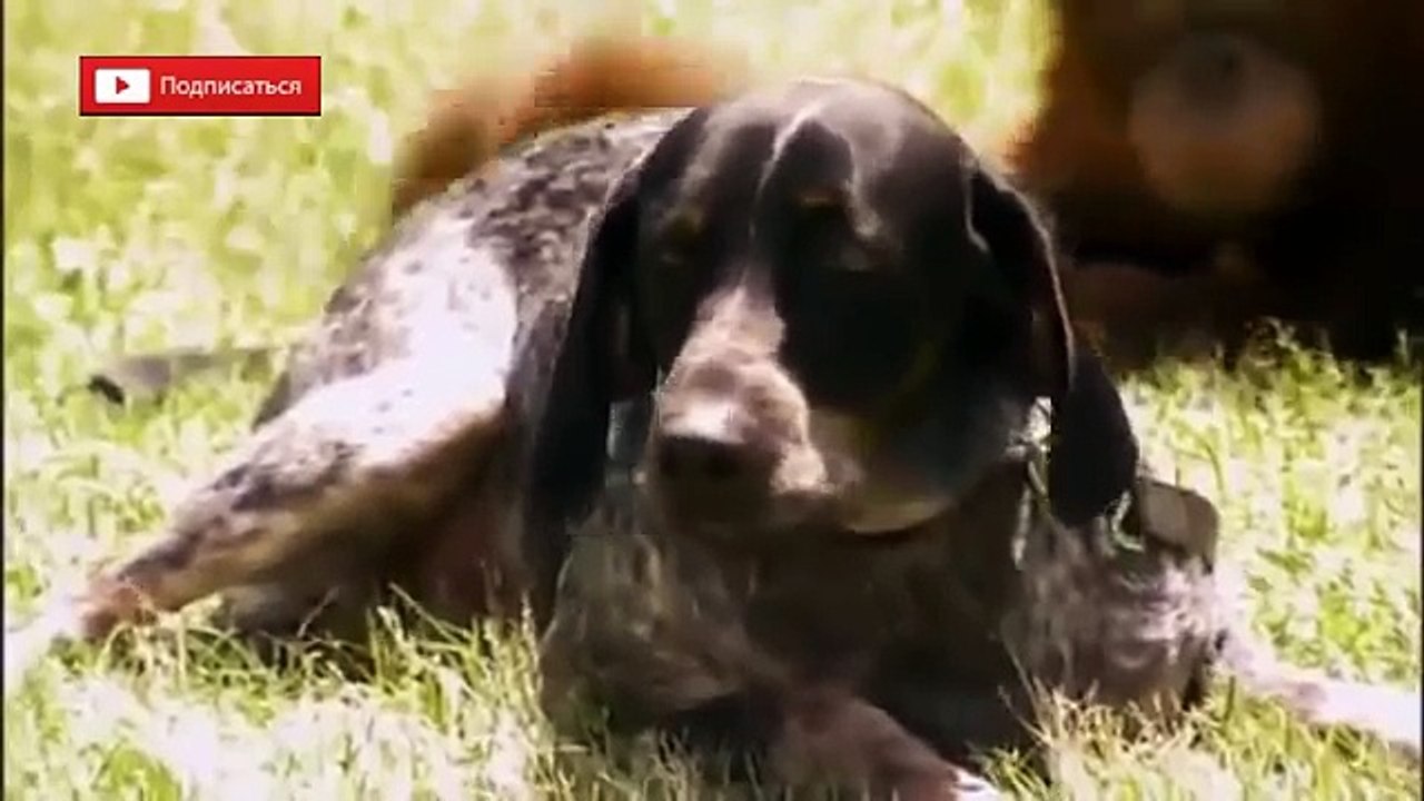 ЛУЧШИЕ ДРУЗЬЯ (((СМОТРЕТЬ ВСЕМ ВСЕМ ВСЕМ))) СУПЕР ОФИГEHHO(Dogs and monkeys FRIENDS)