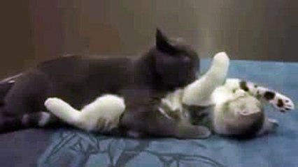 Funny video - two cats love each other  _-_ By Good Movies To Watch