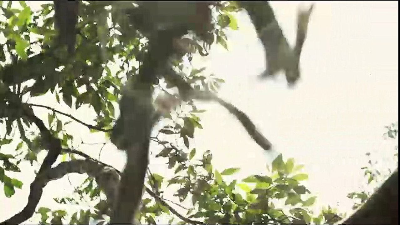 Canopy Trailer