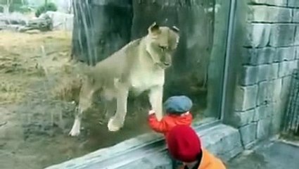 The child thinks that the small cat and wanted to play ...
