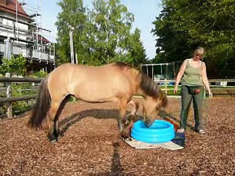 Clickertraining mit Hylling 86