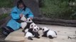 Elle touche 30 000 euros par an pour caresser des pandas