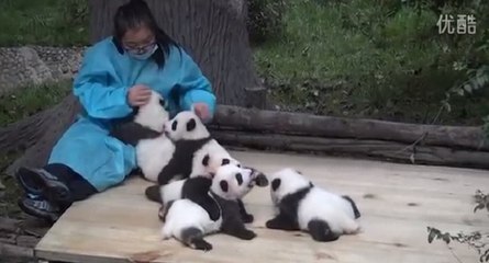 Elle touche 30 000 euros par an pour caresser des pandas