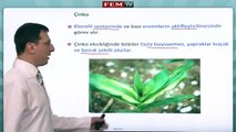 Bitki Biyolojisi   Bitkilerde Beslenme ve Bitkisel Hareketler   1