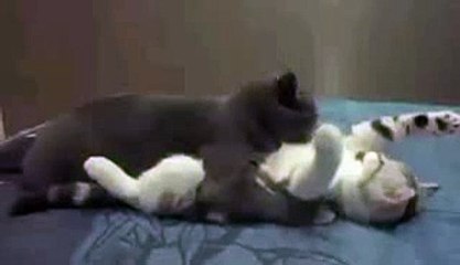 Funny video - two cats love each other
