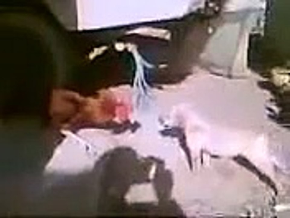 Funny WhatsApp Video Which Will Make You Laugh