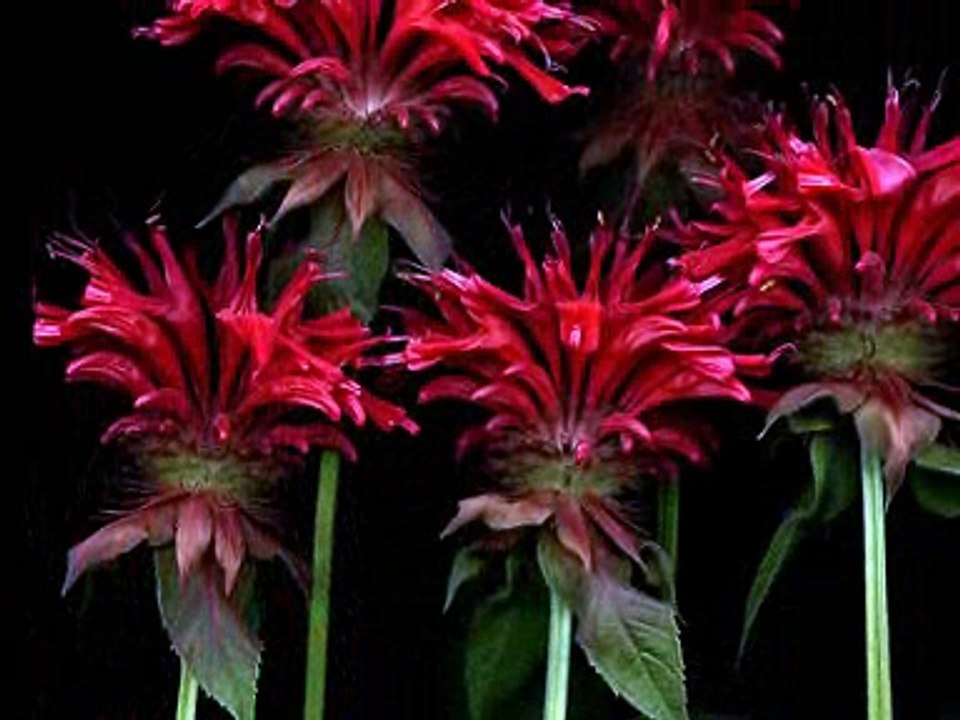 Le rouge et le noir