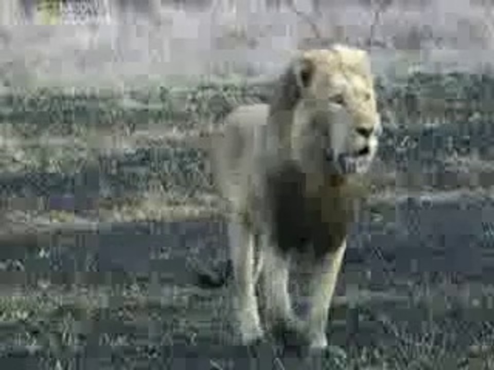 National Geographic Predator In Perils