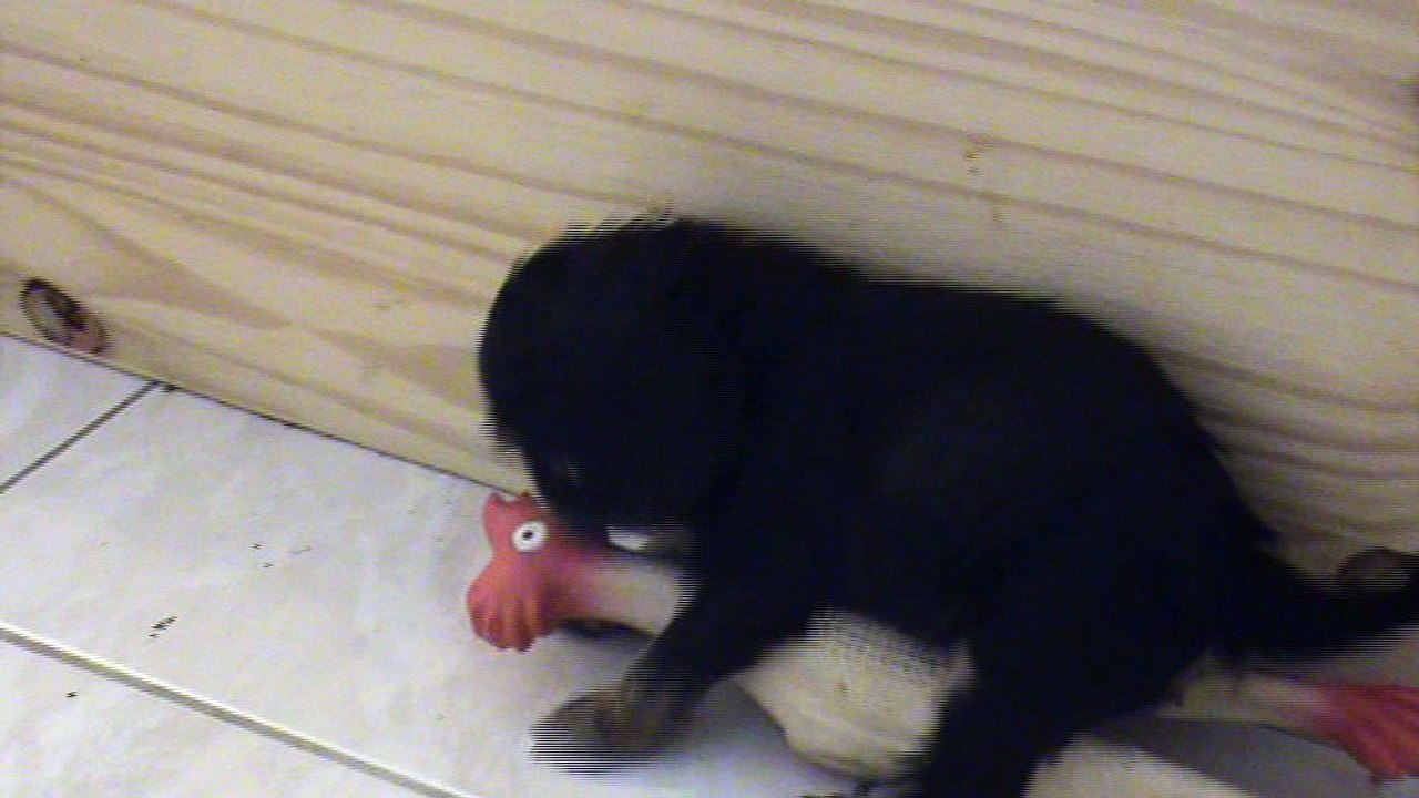 Litchi et le poulet
