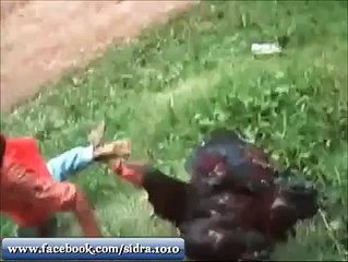Child vs Chicken. very funny video. Must watch