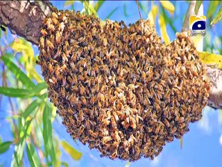 Understanding Honey: Types and Benefits 🍯