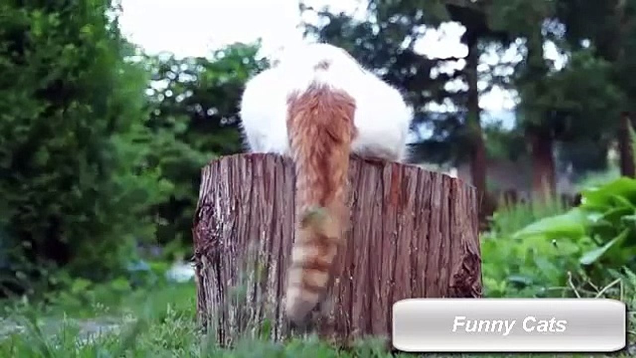 Funny Cats - Fail Compilation, Funny Pranks and Funny Videos Videos - New Funny Video